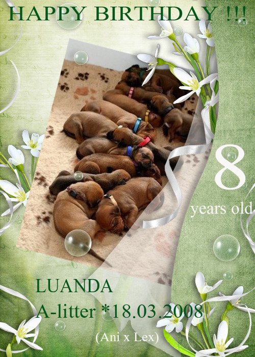 luanda a litter 8 