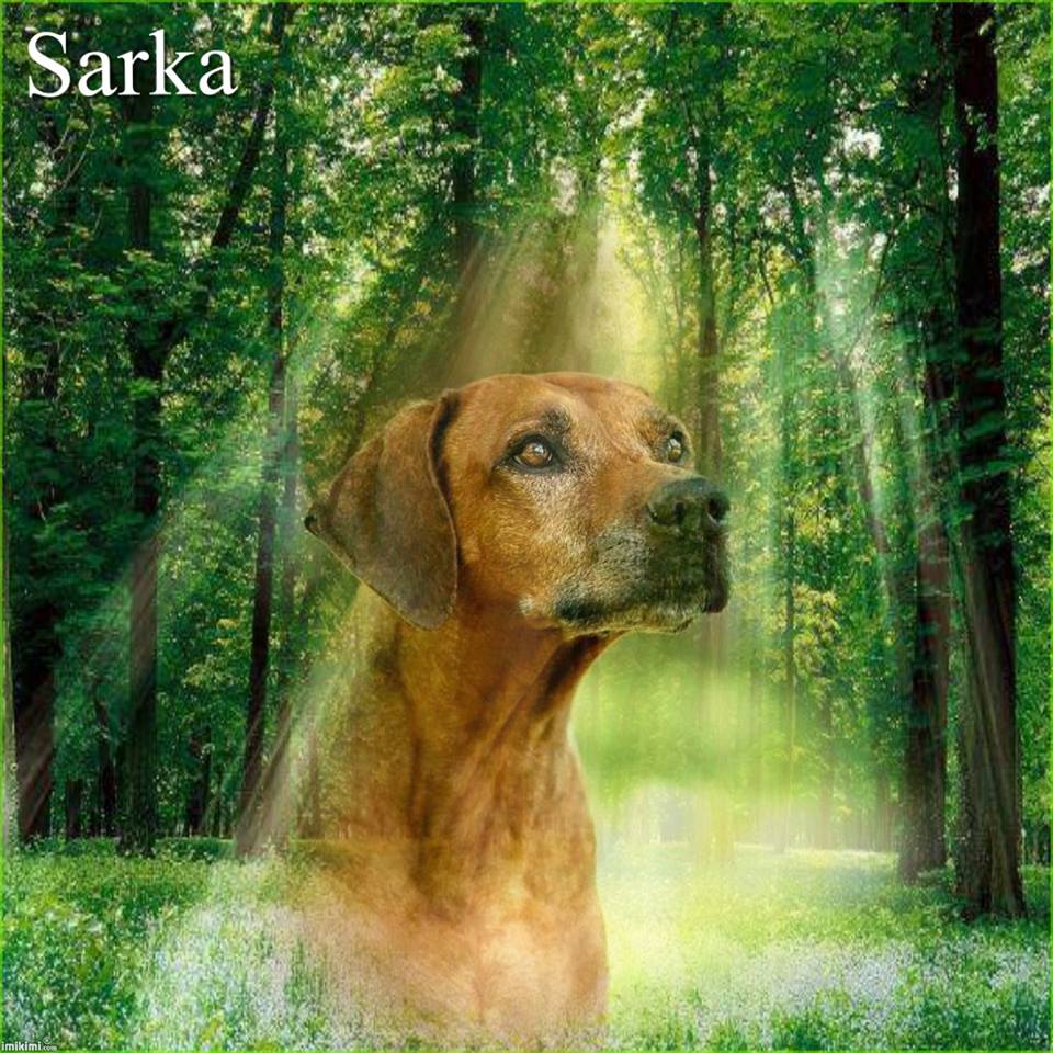 sarka RIP