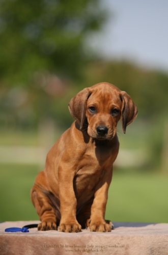 M - litter 7weeks old