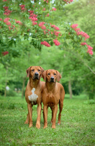 Daisy and Redford