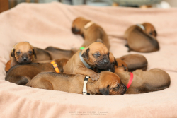 N-litter 2025 - 2 weeks old