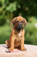 N-litter 2025 - 6 - weeks old