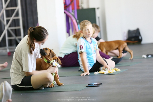 9 -weeks - puppy yoga