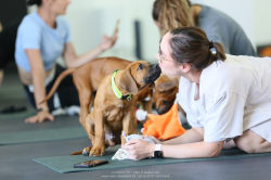 N-litter 2025 - 9 -weeks - puppy yoga