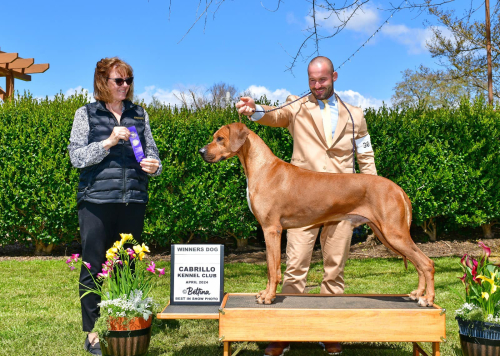 redford-am-champion-april2024-handler-antonio-vidmar