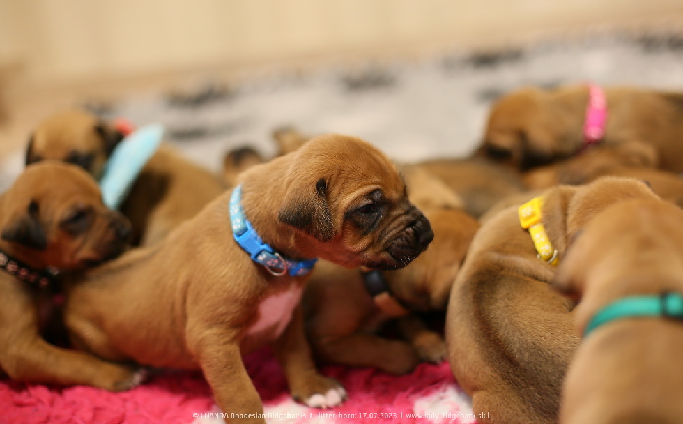 2 weeks old L litter IMG 3137