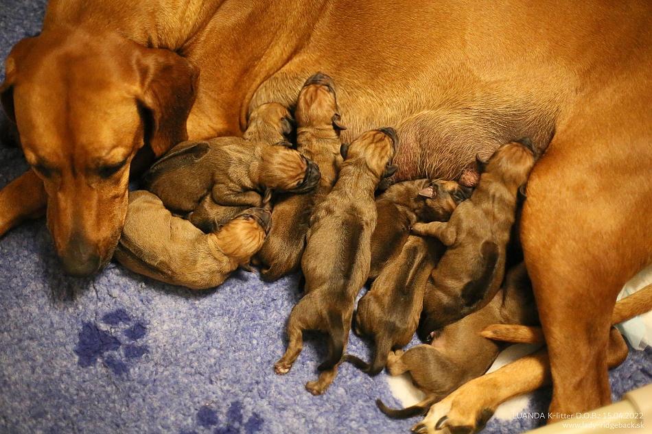 Info for interested parties in puppy