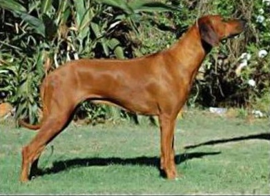 heshima ya kimba chakanka2