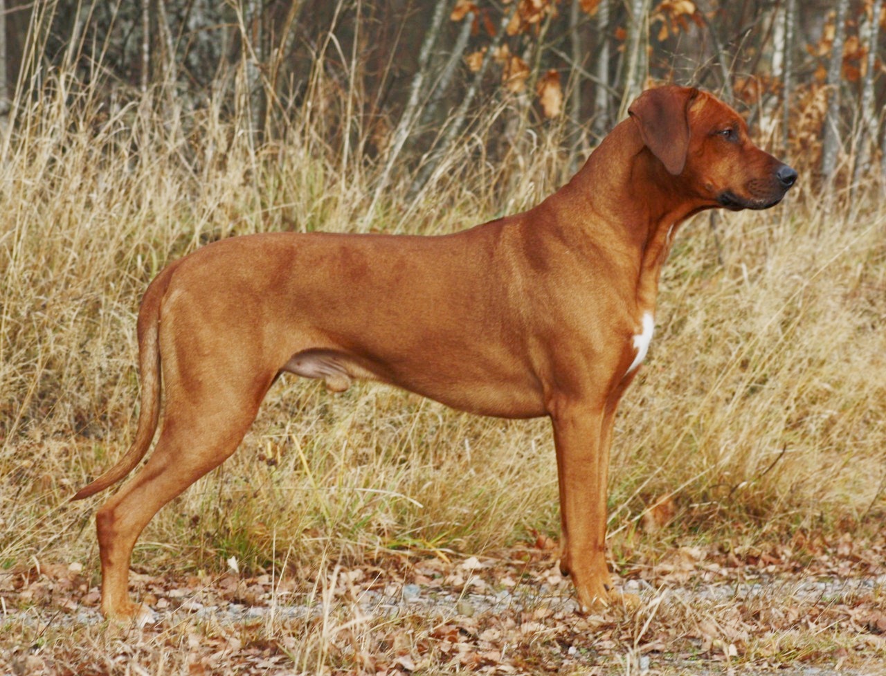 roseridge red rastaban