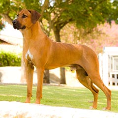 tan the big lion of malabo apd