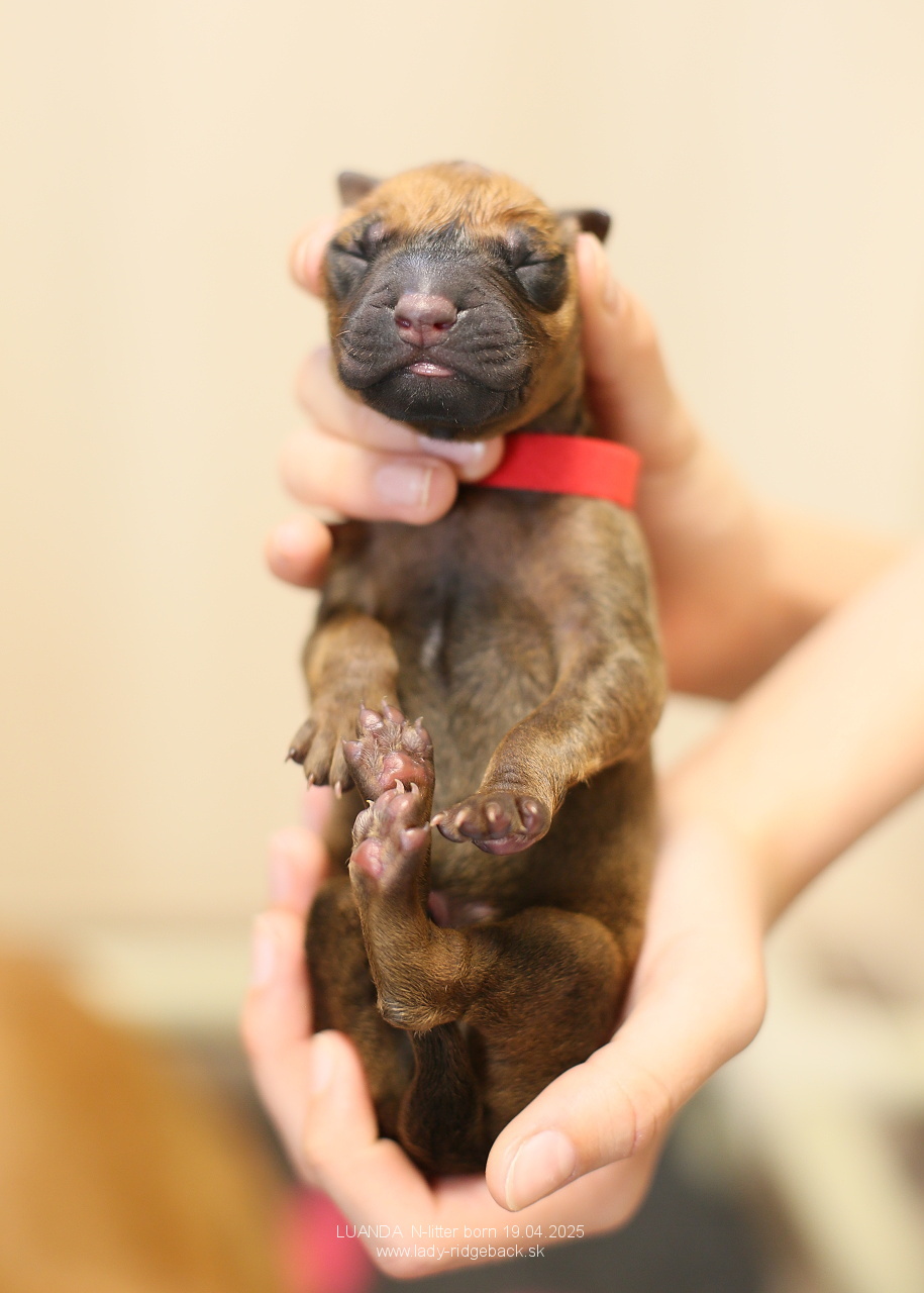 08 mr red IMG 0007
