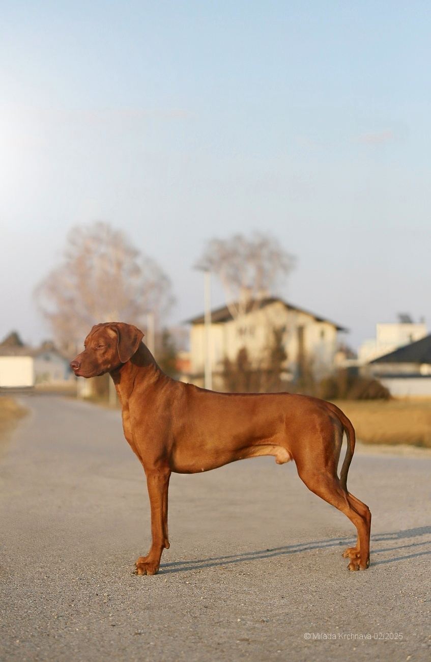 louie 0 0 IMG 7972