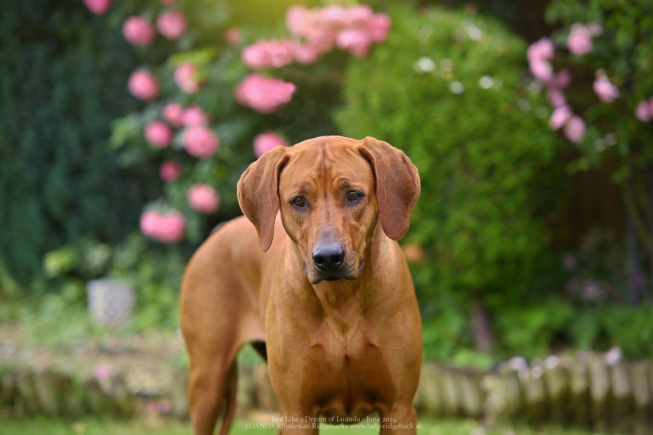 00 daisy 3years old IMG 6715 w