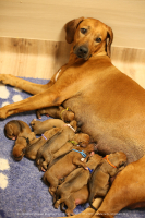 L- litter 2023 - 1 -week