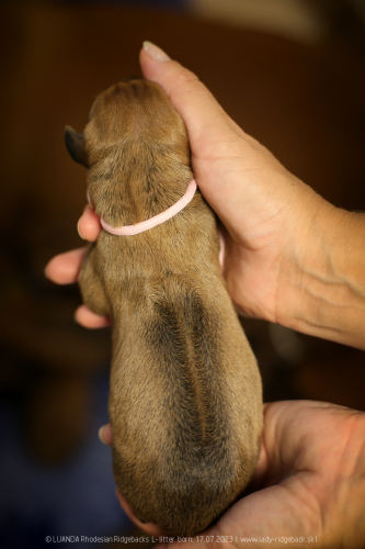 11-pink-img_2591
