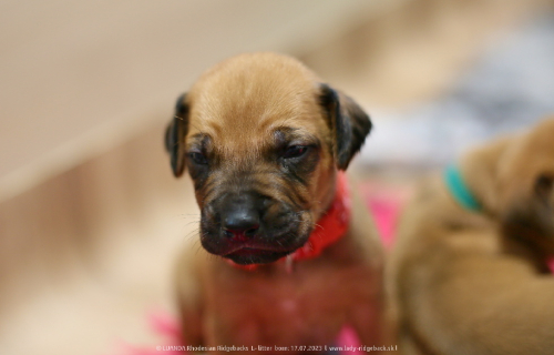 Luanda puppies 2weeks old