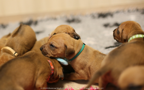 Luanda puppies 2weeks old