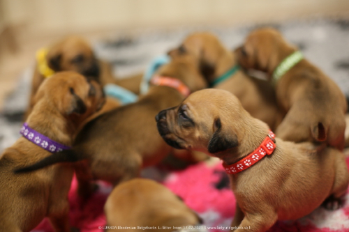 Luanda puppies 2weeks old