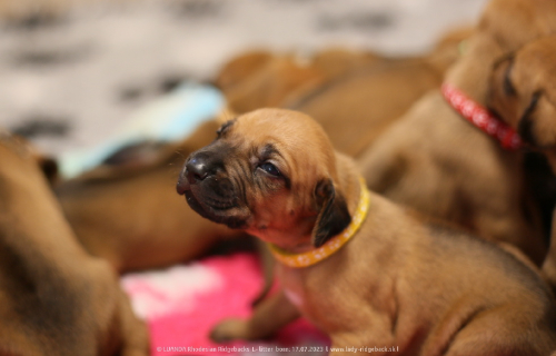 Luanda puppies 2weeks old