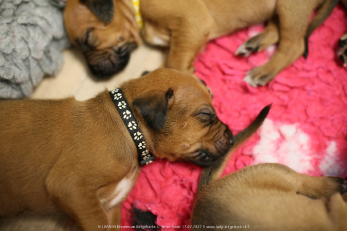Luanda puppies 2weeks old