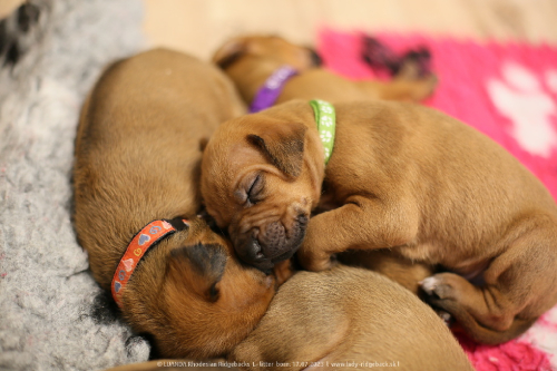 Luanda puppies 2weeks old