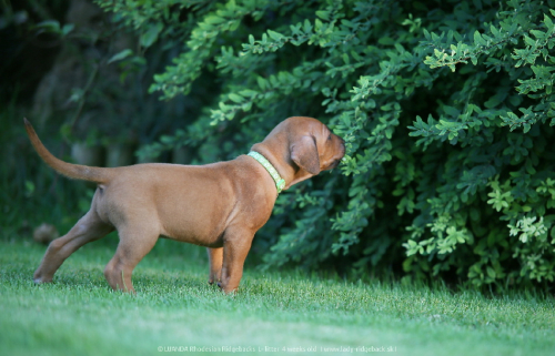 4 weeks old in the garden