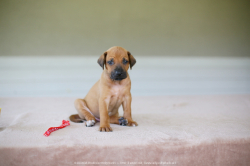 L- litter 2023 - 4 -weeks stunding
