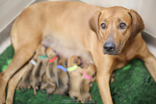 M - litter first days