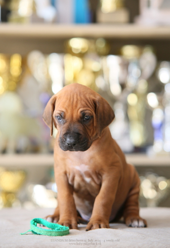 M - litter 4weeks old 