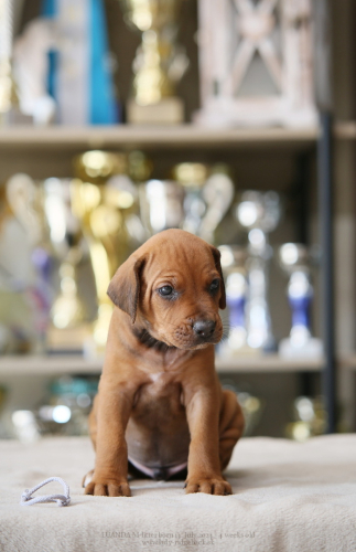 M - litter 4weeks old 