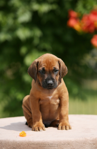 M - litter 5weeks old 