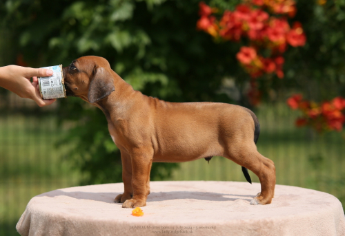 M - litter 5weeks old 