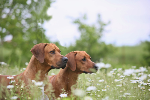 Daisy and Redford