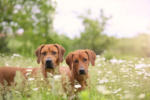 Daisy and Redford
