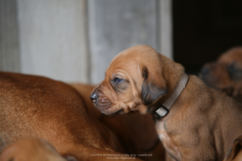 M - litter - week 2