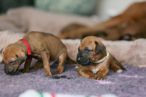 3 weeks old