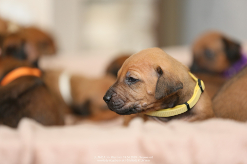 3 weeks old