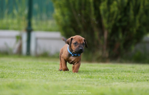 4 - weeks old