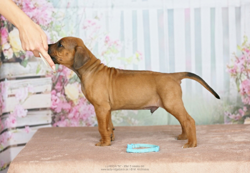 5 - weeks old