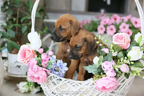 5 - weeks old