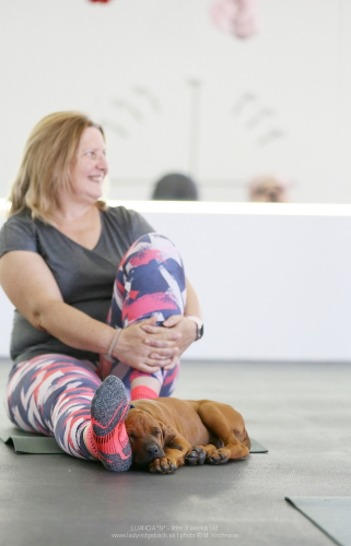 9 -weeks - puppy yoga