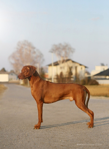 0-february2025-louie-1