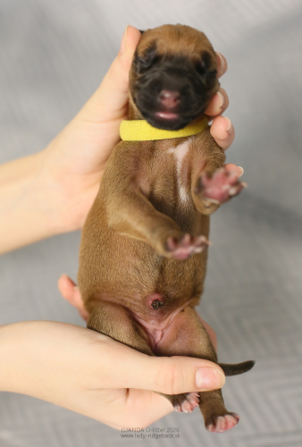 Introducing puppies - day 1 