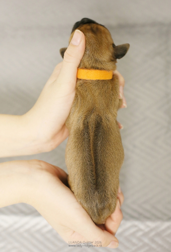 05-ms-orange-1