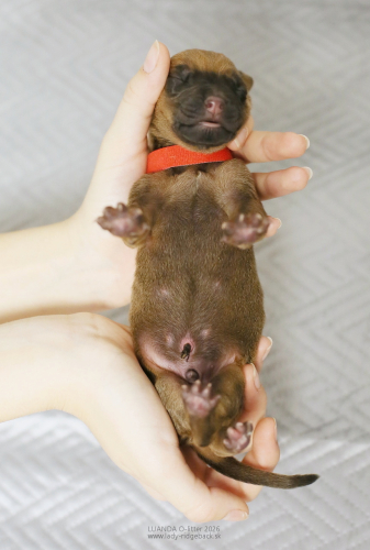 Introducing puppies - day 1 