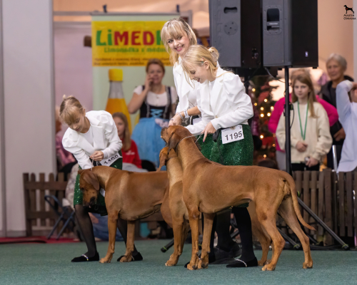 christmascup-nitra-breeders-group-withsophie22.12.2024-1