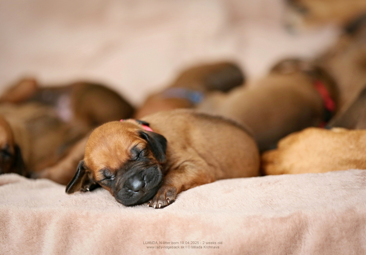 How to recognise a responsible breeder and avoid puppy&hellip;