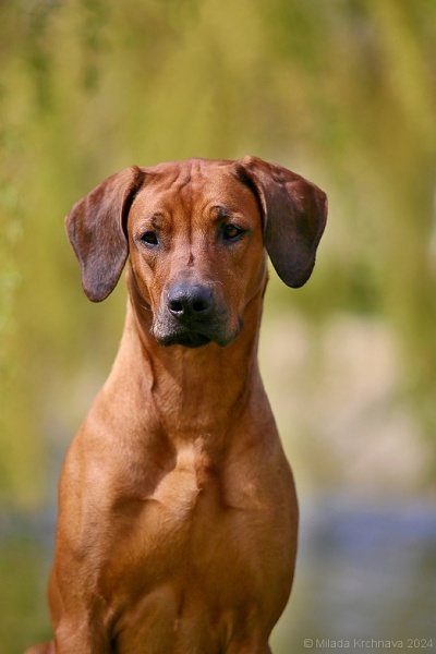 Kilimanjaro Rain of Luanda