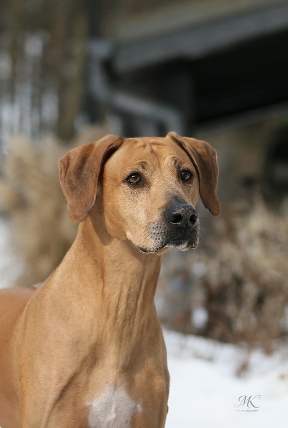 Leo Tino's Kung Louie