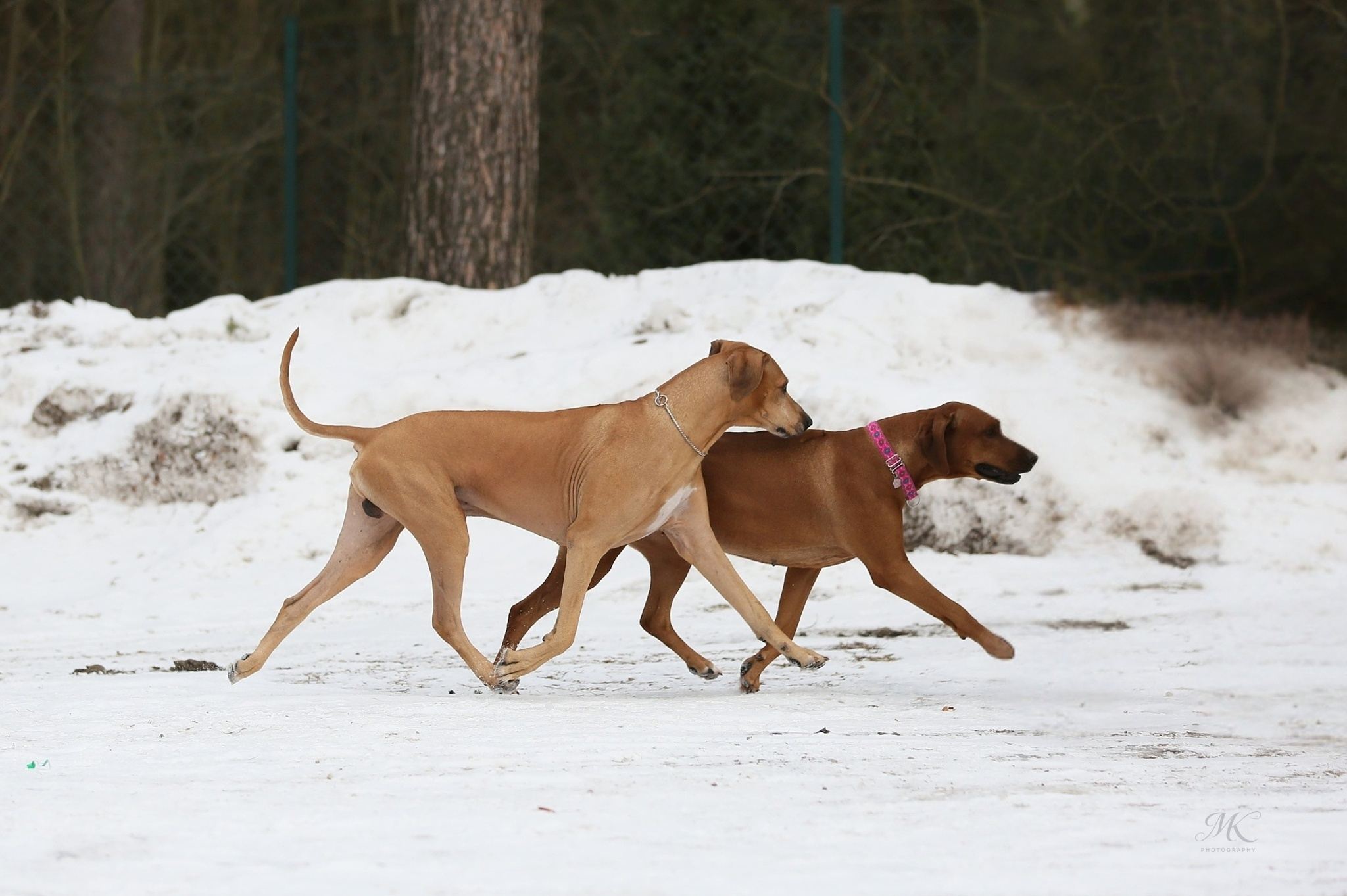 Draco Daisy February2026 IMG 4815